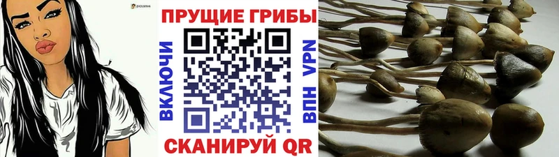 Псилоцибиновые грибы мицелий Купить где Михайловка